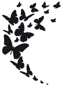 black butterfly, isolated on a white