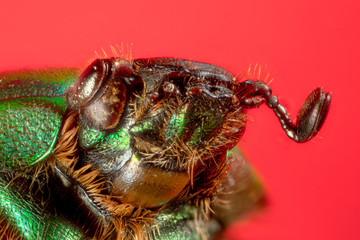 scarabée vert et marron (Calomacraspis haroldi)