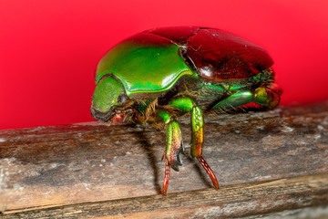 scarabée vert et marron (Calomacraspis haroldi)