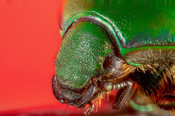 scarabée vert et marron (Calomacraspis haroldi)