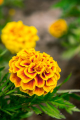 Marigold flowers in the garden on summer , yellow flowers ,beautiful flowers on summer in the nice day herb flowers