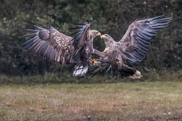 White tailed eagle (Haliaeetus albicilla) europe attack.