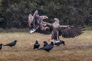 White tailed eagle (Haliaeetus albicilla) europe attack.
