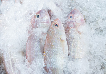 resh fish on ice at local fresh market sell for cooking,high omega,high protien