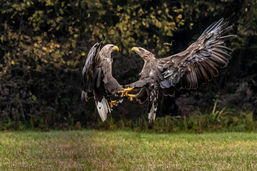 White tailed eagle (Haliaeetus albicilla) europe attack.