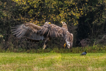 White tailed eagle (Haliaeetus albicilla) europe attack.