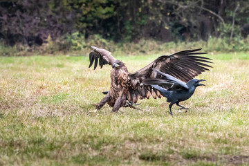 White tailed eagle (Haliaeetus albicilla) europe attack.