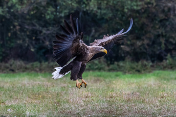 White tailed eagle (Haliaeetus albicilla) europe attack.