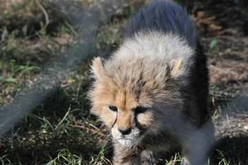 Naklejka na ściany i meble Baby Cheetah caputred in Soouth Africa, East Cape