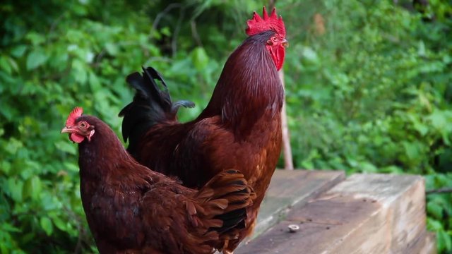 Rooster Crows on a Farm (with sound)