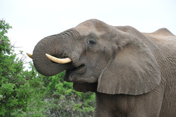 Eating Elephant caputred at Kariega Game Reserve, South Africa