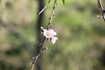 primavera