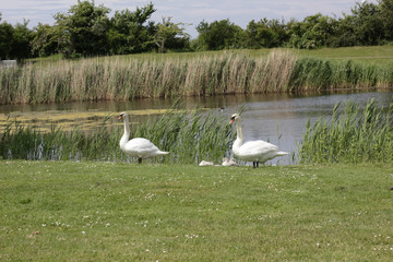  feathered family