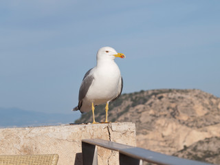 Seagulls