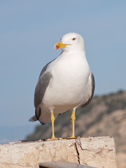 Seagulls