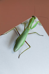 Green mantis on a shiny metallic laptop screen, top view