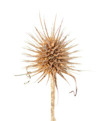 Dried flower head of Dipsacus sativus or Fuller's teasel isolated on white background