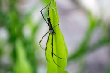 spider