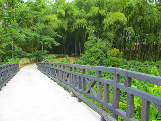 Little bridge to forest