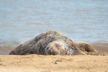 large seal sleeping on a sandy beach