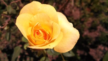 yellow rose in the garden