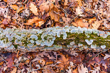 Log with Fungi on a Forest Floor with Colorful Autumn Leaves