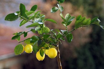 Zitronenbaum mit gelben Früchten 