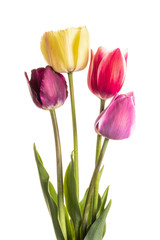 Multi-colored flowers tulips of natural coloring isolated on white background