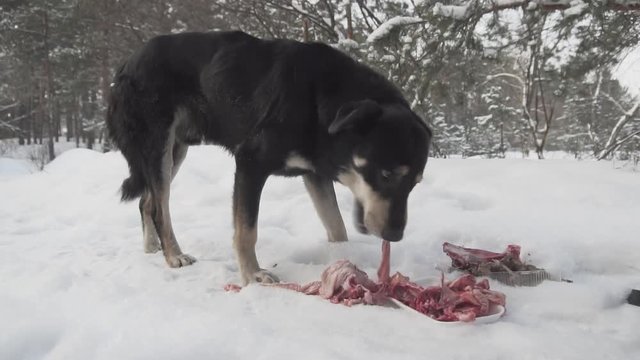 Stray Homeless Hungry Dog. Stray Dog Eating Bone. Homeless Dog Eating Food. Lonely Sad Dog. Stray Dog In Forest. Lonely Dog.