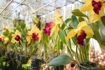 Yellow orchids growing in pots in a garden. Cultivation of orchids.