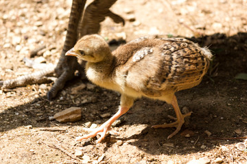 LOKRUm, CROATIA - AUGUST 22 2017: peacock chik in Lokrum island