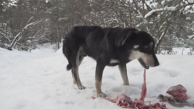 Stray Dog Eating Bone. Homeless Dog Eating Food. Stray Homeless Hungry Dog. Lonely Sad Dog. Stray Dog In Forest. Lonely Dog.