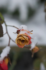 beautiful roses in the garden and in the snow