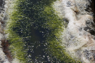 algae in the sea