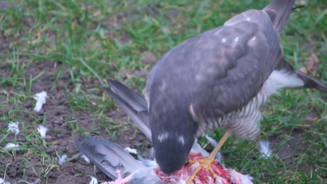 Female sparrow Hawk eating recently killed feral pigeon.