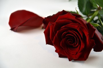 One red rose on white background, for Valentine’s day