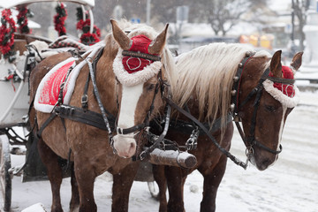 Decorated Christmas Horses and Carriage. Beautiful horses in the street