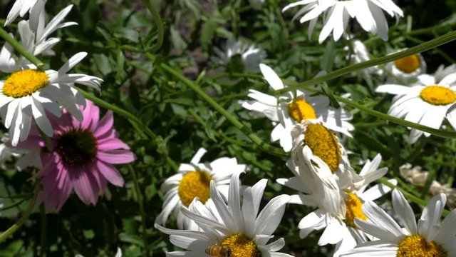 Daisies get serviced by a bee.