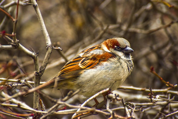 little sparrow