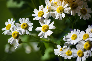 a bouquet of bright spring flowers of various types