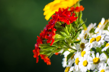 a bouquet of bright spring flowers of various types