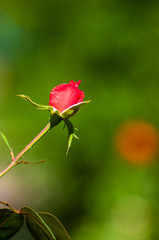 Red Rose flower. Nature. close up, selective focus