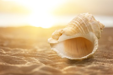 Fir tree made of sea stars on sand background