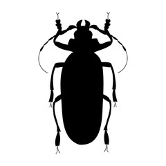  isolated, insect beetle silhouette