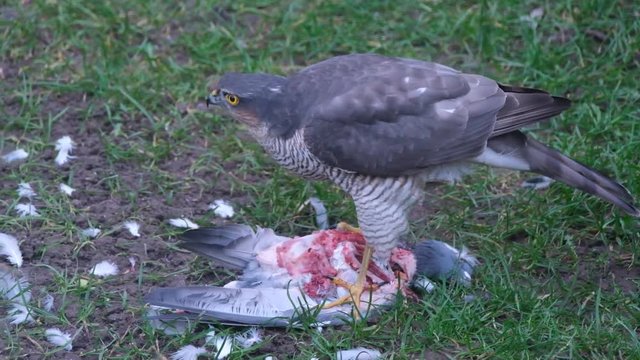 Female sparrow Hawk eating recently killed feral pigeon.
