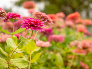close up beautiful colorful Elegant Zinnia flower in garden.Blossom flower spring season.