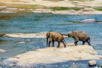 young elephants crossing the river