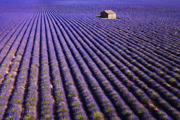 lavender field - neu