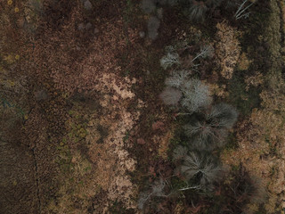 Top view of forest