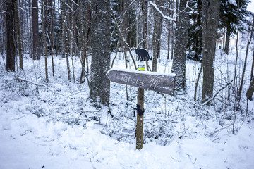 winter chaos with many snow 